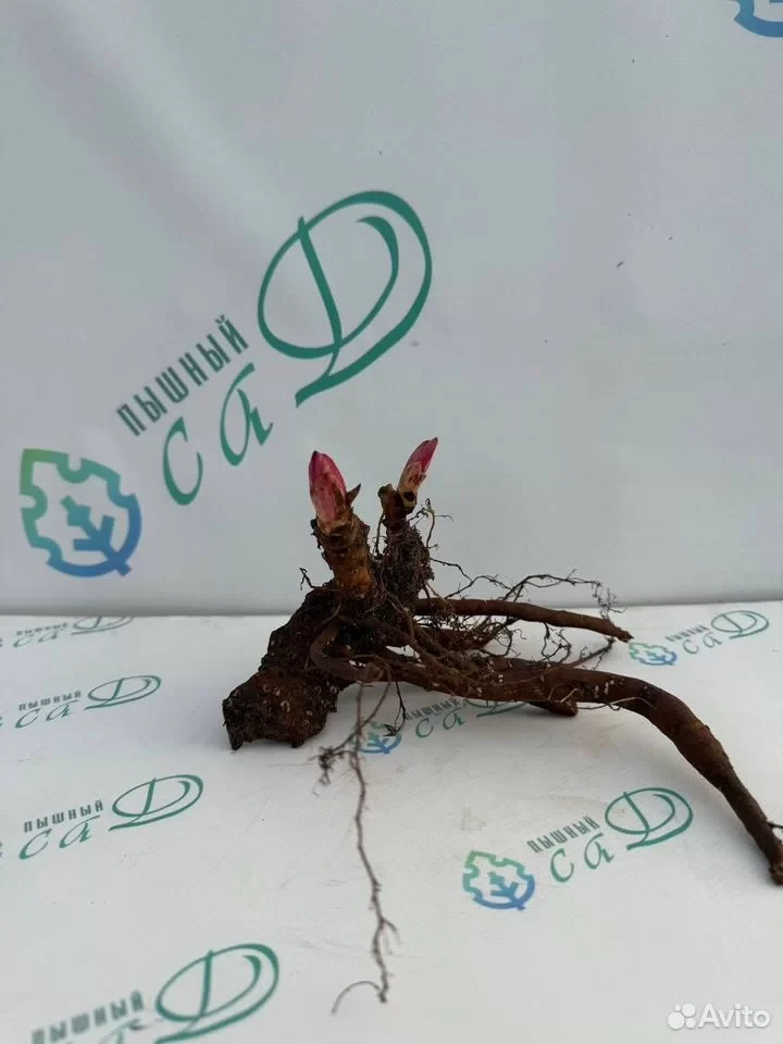 Пион "БИГ БЕН"